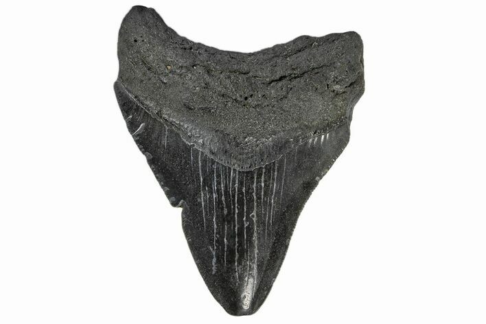 Serrated, Juvenile Megalodon Tooth - South Carolina #172105